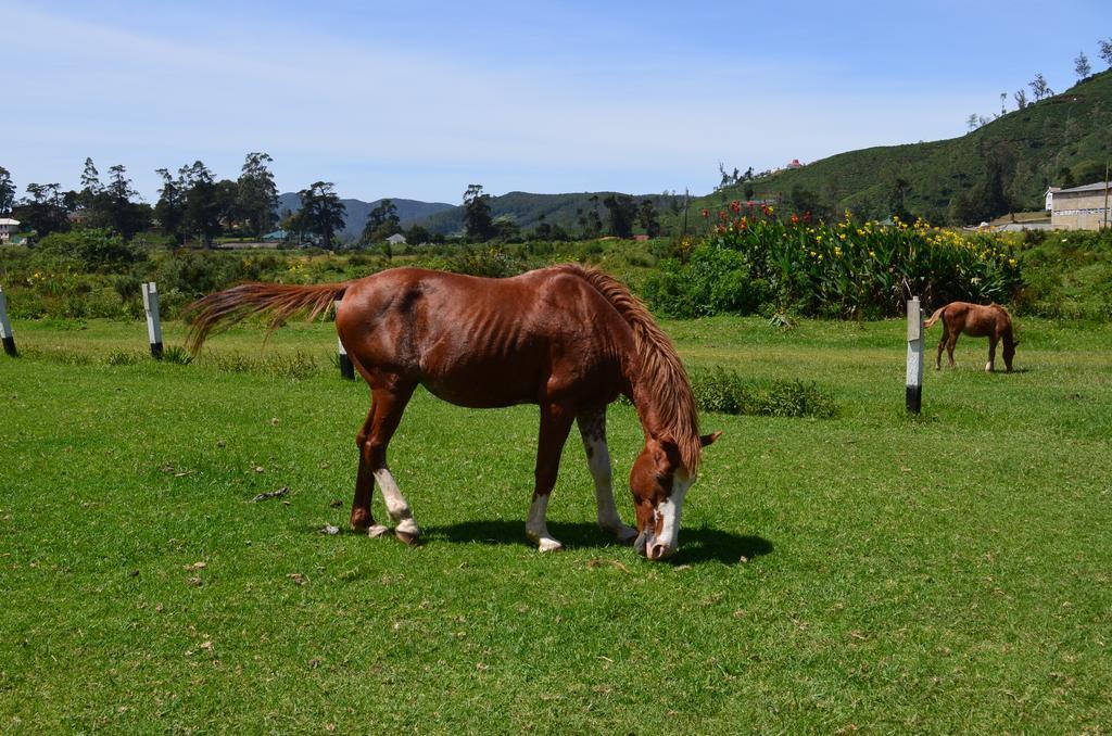 Thuring's Holiday Bungalow Nuwara Eliya Bagian luar foto